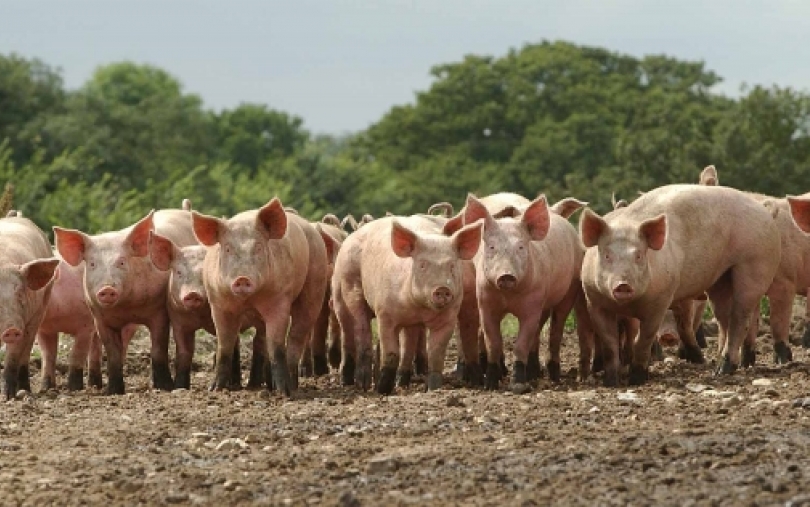 Bronis Ropė: nepakanka vien stebėti kiaulių maro plitimą - būtina veikti