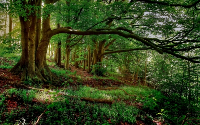 B. Ropė pateikė užklausą Europos Komisijai dėl galimos privačių miško savininkų diskriminacijos