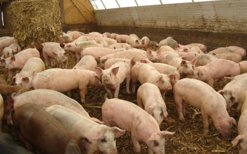 Kiaulių maras ir prekių importo į ES standartai